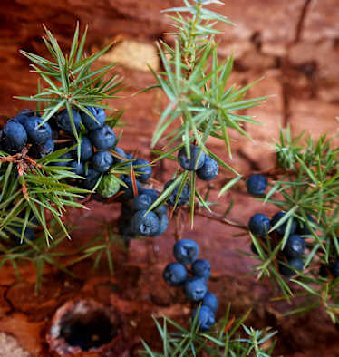 Selbstgemacht: Wacholder-Öl
