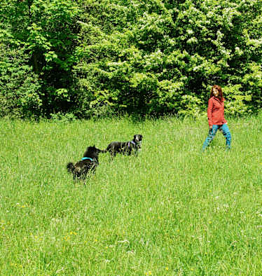 Wandern mit Hund
