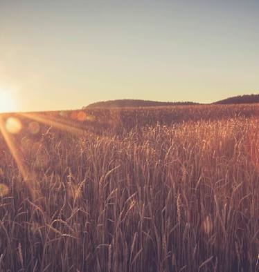 Weizenfeld in Baden-Württemberg: Rund um Tübingen