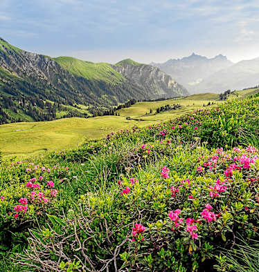 Simmental Lenk Berner Oberland