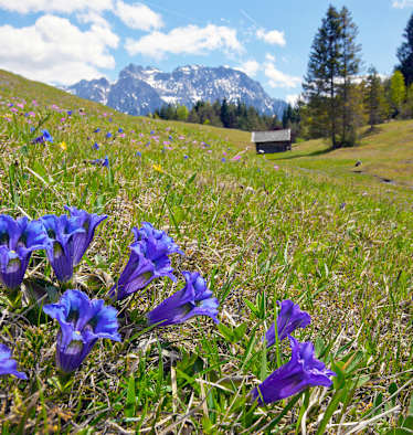 Hütte Blumenwiese Enzian