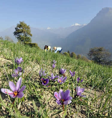 Safranblüten im Walliser „Safrandorf“ Mund