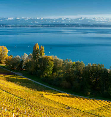 Rebberge und der tiefblaue Neuenburgersee mit Blick auf die Alpenkette