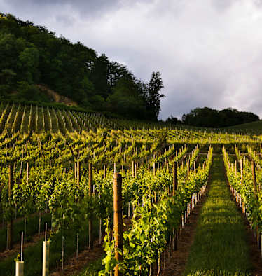 Rebberge in Baselland: Wanderung von Muttenz nach Pratteln bei Basel