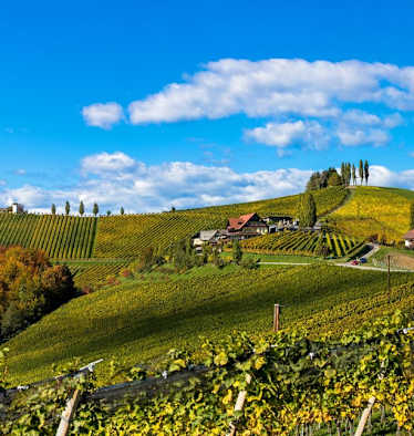 Wunderschöne Weinberge entlang der Südsteirischen Weinstraße 
