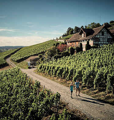 Die Weinberge im Thurgau in der Schweiz laden zu gemütlichen Spaziergängen ein.