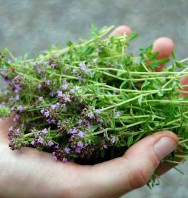 Wilder Oregano / Quendel