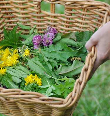 Outdoor-Apotheke: Wildkräuter