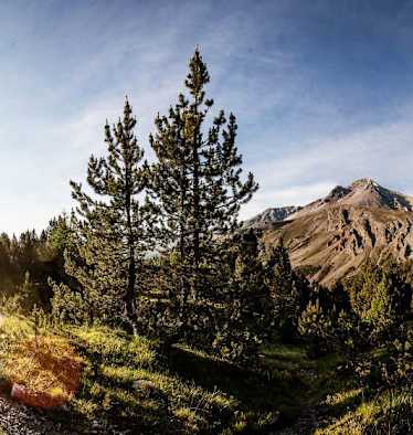 Wandern in Graubünden: Etappe 7 des Nationalpark-Panoramawegs von Zernez nach Lavin