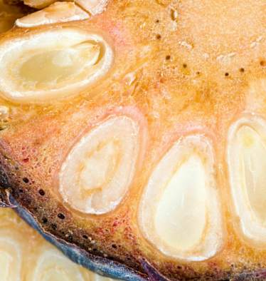 Zirben-Ernte: Hier gibt es den besten Zirbenschnaps