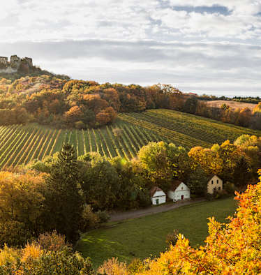 Weinberge in der Herbstsonne in Niederösterreich