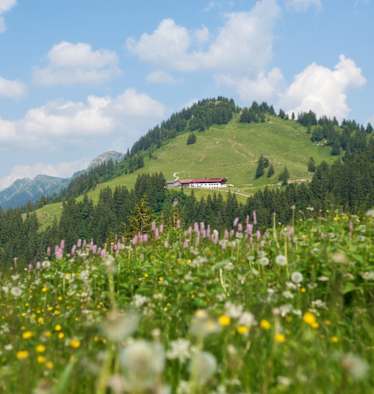 Auf dem Weg zum Falken