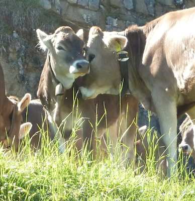 Die Gehrenalpe (1.610 m) in den Allgäuer Alpen