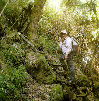 Virungas Berggorillas Reise