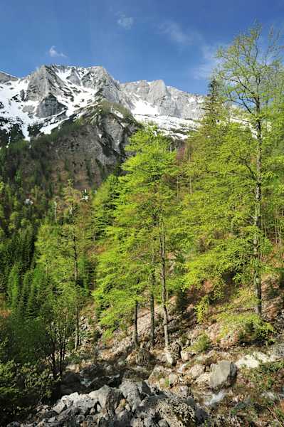 Frühling im Nationalpark Kalkalpen