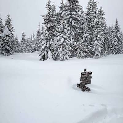 Auf der Iglmoosalm im Salzkammergut wird es bald schwierig werden den rechten Weg zu finden