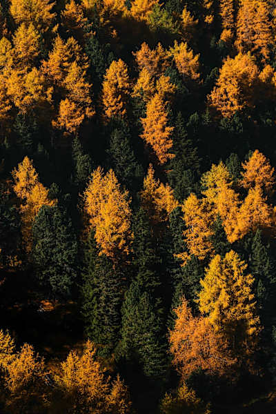 Farb-Mosaik in den herbstlichen Südtiroler Wäldern