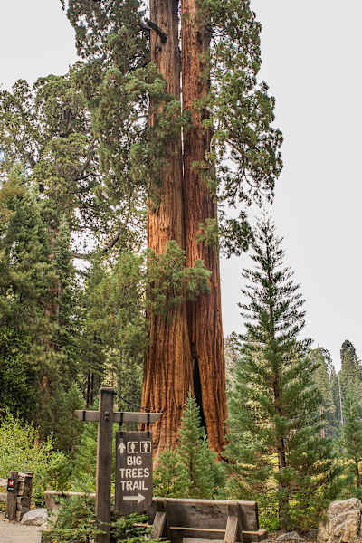 Mammutbäume Kalifornien Sierra Nevada