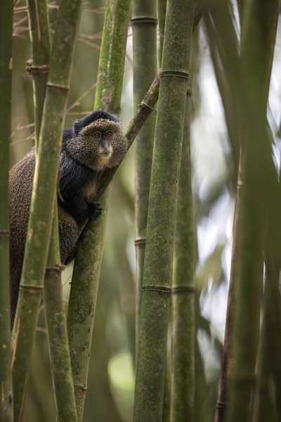 Virungas Berggorillas Reise