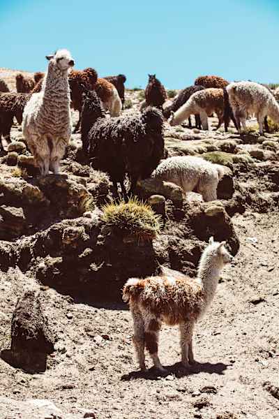 Bergwelten Argentinien