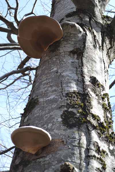 Kroatien Paklenica Nationalpark