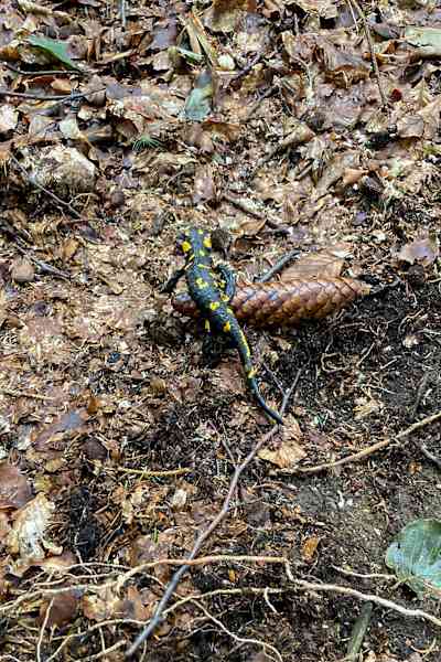 Ein Feuersalamander quert den Weg – hier halten wir gerne an