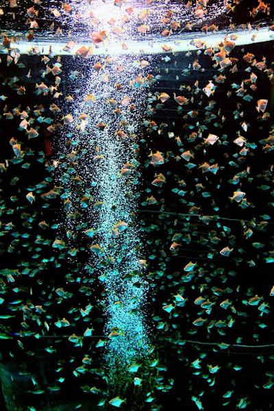 Teneriffa Teide Nationalpark