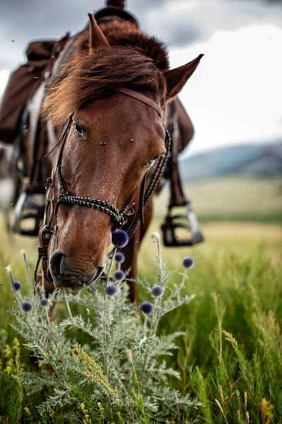Pferdetrekking Mongolei