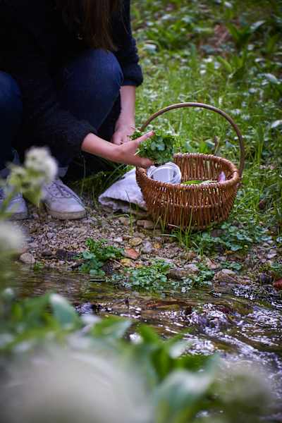 Wildkräutersammeln im Frühling