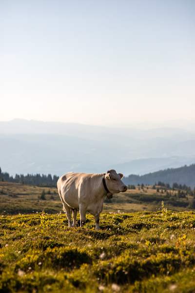 Kletterer gibt es auf der Koralpe kaum, dafür leisten einem viele neugierige Kühe gerne Gesellschaft