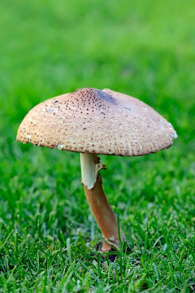 Spitzschuppiger Stachel-Schirmling