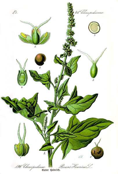 Illustration des Guten Heinrich (Chenopodium bonus-henricus)