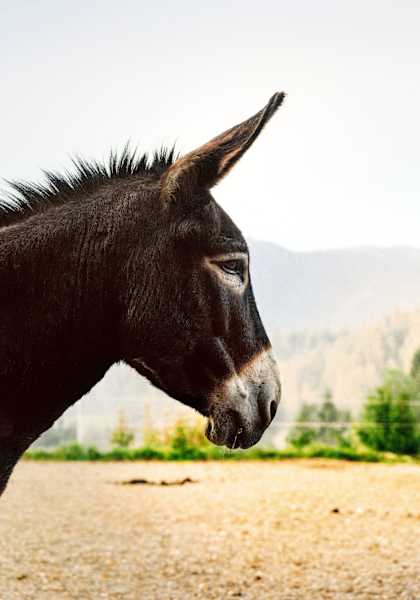 Der Esel Vili unterwegs in der Natur.