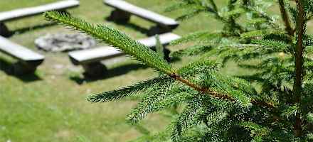 Almdorf-Praebichl-Garten