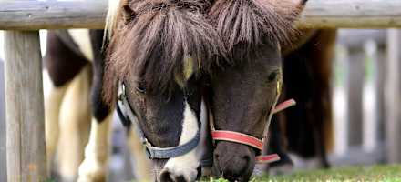 Almfamilyhotel Outdoor