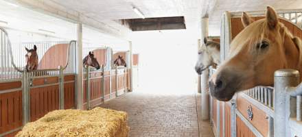 Alpin Apart Reitstall