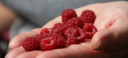 Biohof Seidl Himbeeren