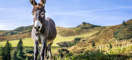 Berghotel Gehwolfalm Outdoor