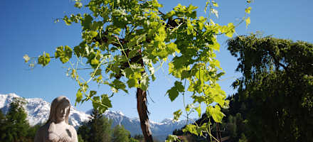 Hotel Vitaler Landauerhof Garten