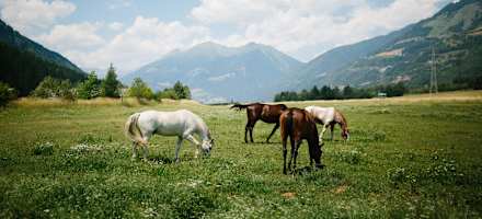 Landgut Moserhof Pferde