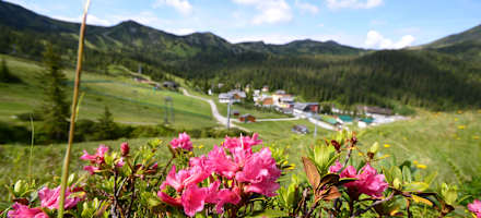 Grimmingblick Planneralm Sommer