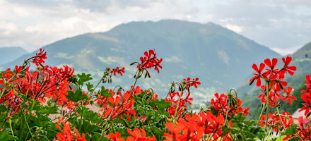 Haus Wilma Aussicht Blumen