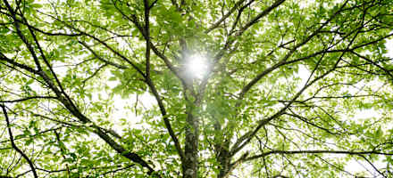 Therapiesalon im Wald