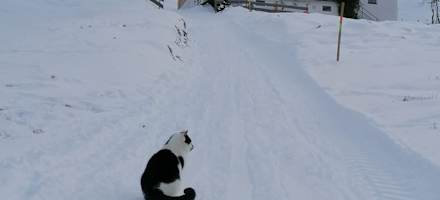 Der Kater auf der Rodelbahn vor der Bochumer Hütte.