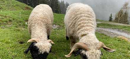Auf der Kelchalm verbringen auch viele Tiere, wie auch diese zwei Schafe, den Sommer.