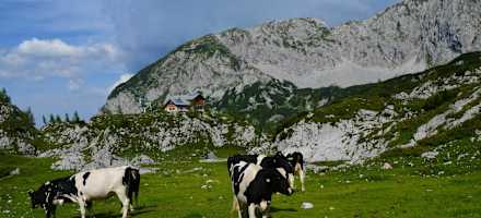 Almgebiet rund um die Hütte