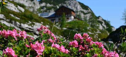 Die Hütte mit Almrosen eingerahmt