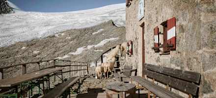 Auch Schafe besuchen gelegentlich die Neue Prager Hütte.