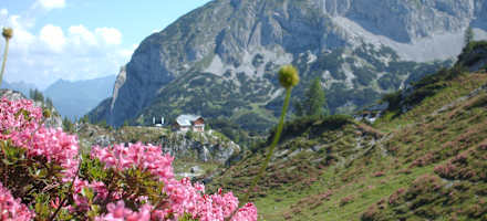 Die Laufener Hütte mit Almrosen