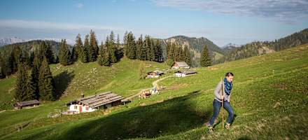 Die Haaralm ist ein Vorzeigeprojekt in Sachen Viehwirtschaft und Beweidung.
